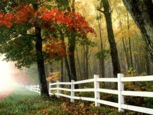 early-morning-autumn-fall-forest-fence-landscape